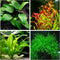 Aquatic Discounts 4 Types of Easy/Beginner Live Aquarium Plants - Anubias + Amazon Sword
