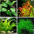 Aquatic Discounts 4 Types of Easy/Beginner Live Aquarium Plants - Anubias + Amazon Sword
