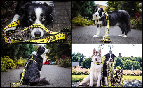 Dingo Dog Harness Do Not Pet Vest for Puppies, Dog in Training, Working Dog, Service Dog, Emotional Support Dog, Medium