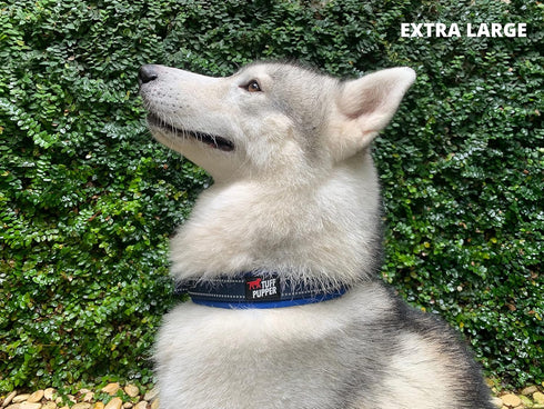 Tuff Pupper Ultra Comfort Padded Dog Collar - Thick Neoprene Padding with Reflective Stitching, Durable Metal Buckle &