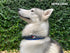 Tuff Pupper Ultra Comfort Padded Dog Collar - Thick Neoprene Padding with Reflective Stitching, Durable Metal Buckle &