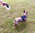 Funny Fur Grace Dog Walking Set - Black & White: Adjustable Escape-Proof Harness, 16ft Leash, Pup Bags, Bowl - Medium