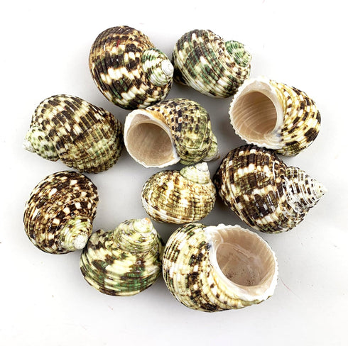 10PC Natural Green Hermit Crab Shells, Turbo Sea Shell for Hermit Crab Supplies Decor