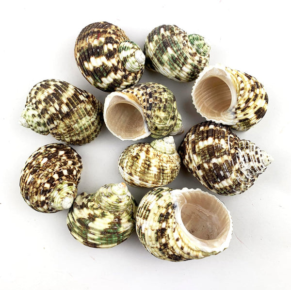 10PC Natural Green Hermit Crab Shells, Turbo Sea Shell for Hermit Crab Supplies Decor