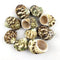 10PC Natural Green Hermit Crab Shells, Turbo Sea Shell for Hermit Crab Supplies Decor