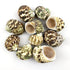 10PC Natural Green Hermit Crab Shells, Turbo Sea Shell for Hermit Crab Supplies Decor