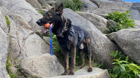 K-9 2.75 Nero Ball Pro Dog Training Ball on Rope Heavy-Duty Natural Rubber Reward & Tug Toy with Nylon Throw Handle