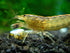 2 Aquatic Arts Large Freshwater Bamboo Shrimp (Live Singapore Flower Shrimp) | Aquarium Filter | Safe