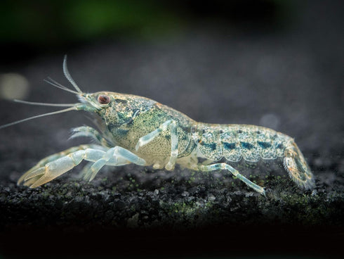 1 Aquatic Arts - Female Blue Brazos Crayfish - Live Freshwater Aquarium Lobster/Crawfish/Crawdad/Real Living Nano Fish