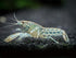 1 Aquatic Arts - Female Blue Brazos Crayfish - Live Freshwater Aquarium Lobster/Crawfish/Crawdad/Real Living Nano Fish