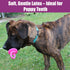 SPOT 4.5 Inch, Puppy Pacifier Latex Dog Toy Soft Binky-Shaped Chew for Teething Puppies & Small Dogs, for Light Chewers