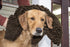44" 35" 100% Shammy Furhaven x Highly Absorbent Dog Door Mat for Muddy Paws, Washable, Perfect for Entryway, Kitchen
