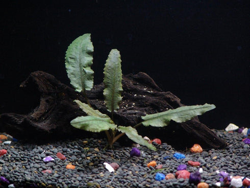 AquaLeaf Aquatics 30+ 8 Stems - Species - - Anacharis, Amazon, Rotala, Ludwigia and More!