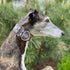 Martingale Dog Collar and Leash Set 2" Wide for Greyhound Saluki Whippet and Similar Breeds (M 11”-14”)