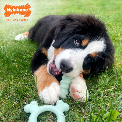 Nylabone Sensory Material Puppy Chew Toy Ring, Chicken Flavor Teething Toy for Boredom & Stimulation
