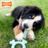 Nylabone Sensory Material Puppy Chew Toy Ring, Chicken Flavor Teething Toy for Boredom & Stimulation