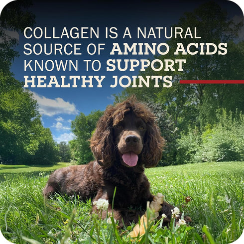 12" 3 Pack Redbarn Pet Products All-Natural Large Beef Collagen Sticks for Dogs - Long Lasting Low-Odor Alternative