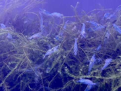 (10 (+1)) Blue Velvet Shrimps Live Freshwater Shrimp Aquarium Neocaridina Inverts RCS Blue Jelly Shrimps Shrimps