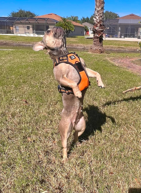 Funny Fur Grace Neon Orange 3-in-1 Comfort Fit Adventure Dog Walking Set: Adjustable Harness, 16ft Leash, Pup Bags