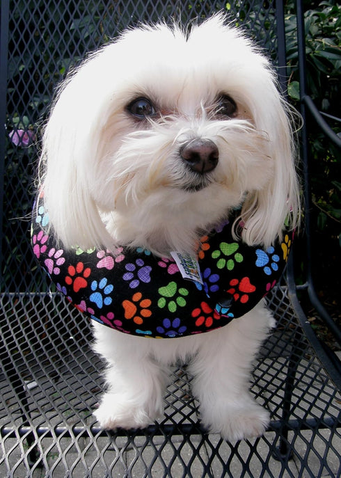 Keep Your Dog on The Safe Side of The Fence - Rainbow Paw (Up to 10")