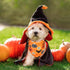 2 Pack Halloween Dog Bandana, Holiday Cat Pumpkin Candy Corn Bandana Bibs Scarf Accessories for Small Mediun Large Dogs
