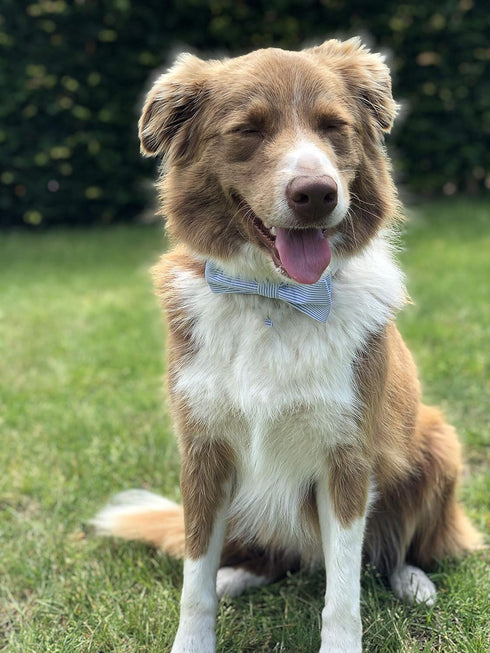 Unique Style Paws Pet Bowtie Dog Collar - Soft & Comfy Gift for Dogs and Cats, 6 Sizes and 7 Patterns