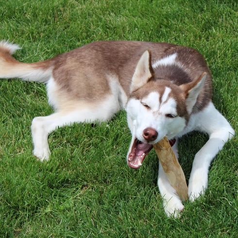 SPOT Coffee Wood Dog Chew Toy - 100% Natural Non-Splintering Wood for Aggressive Chewers, Durable for Medium Dogs and