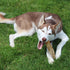 SPOT Coffee Wood Dog Chew Toy - 100% Natural Non-Splintering Wood for Aggressive Chewers, Durable for Medium Dogs and