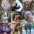 ZenPet Protective Inflatable Recovery Collar for Dogs and Cats - Soft E-Collar, Prevents Touching Stitches, Small