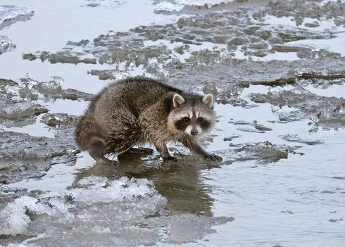 Wildlife Research Center Hard Core Attractant Scent #1 for Raccoon Hunting and Trapping
