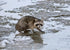 Wildlife Research Center Hard Core Attractant Scent #1 for Raccoon Hunting and Trapping