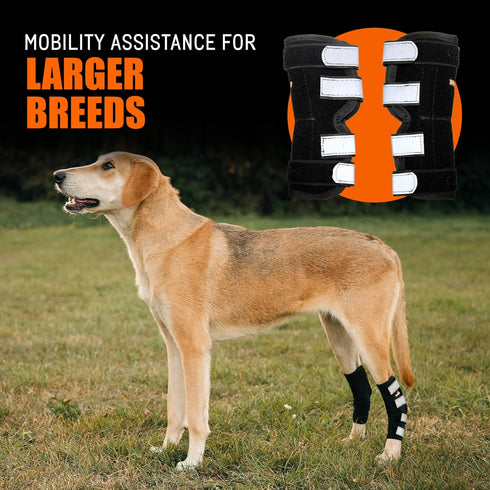 NeoAlly Rear Leg Hock Brace for Large Dogs, Metal Spring Strips for Hock & Ankle Support, Medium Size