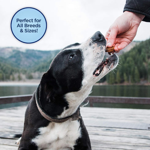 Natural Balance Limited Ingredient Mini-Rewards, Chicken Grain-Free Training Treats for Dogs, 5.3-oz Canister