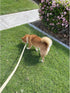 Dog Collar and Leash Set for Large Medium Small Dogs, Waterproof Adjustable Odor Proof Collars Leashes, 6FT Dog Leash