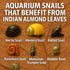 10 Pack, 6 Shrimp Tank Accessories Indian Almond Leaves for Shrimps,Snails,Crayfish Dried Catappa Leaves for Aquariums