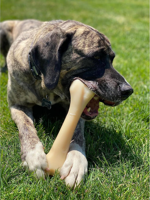 Nylabone Power Chew Monster Bone, Big Dog Chew Toy for Aggressive Chewers, Chicken Flavor, XX-Large