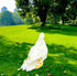 Magnoloran 2 Pack Chicken Diapers for Hens, Roosters, Diapers for Ducks, Ducklings, Reusable Pet Diaper with Bow Ties