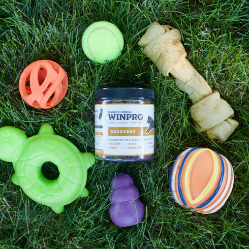 WINPRO Recovery Chews for Dogs | Plasma-Powered for Active Dogs | Immune System Support | 60 Count, Made in USA