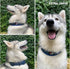 Tuff Pupper Ultra Comfort Padded Dog Collar - Thick Neoprene Padding with Reflective Stitching, Durable Metal Buckle &