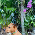 Shaka's Salty Paws Dog Collar, Small Medium Large, Blue Floral Hawaiian Print, Adjustable 10-16"