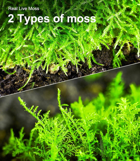 Pack 2 Live Moss Duo Types of Real Live Sheet/Sphagnum Moss for Terrariums, Terrarium Mosses Landscaping, Reptile Tank