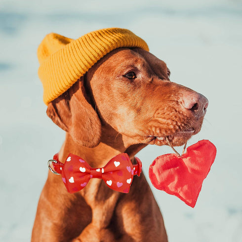 Valentine's Day Dog Collar with Bow Tie, Cute Holiday Collar for Medium Dogs, Boys, Girls, Puppy Pets.