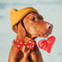 Valentine's Day Dog Collar with Bow Tie, Cute Holiday Collar for Medium Dogs, Boys, Girls, Puppy Pets.