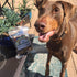 Tail Mix Dog Treats Made in USA All Natural Beef Bites 1 Ingredient Grain Free Assortment Beef Lung, Trachea and Spleen