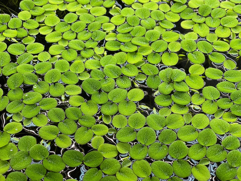 Aquarium Plant Center (12 60+ Water Spangle, Salvinia Minima, Live Aquarium/Aquatic/Freshwater/Floating/Pond