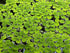 Aquarium Plant Center (12 60+ Water Spangle, Salvinia Minima, Live Aquarium/Aquatic/Freshwater/Floating/Pond