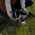 Durable Blaze Dog Training Tool - Rugged Fetch & Tug Toy
