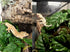 2Pack Woyrise Reptile Plants for Terrarium, Artificial Hanging Plants with Suction Cups, Amphibian Tank Habitat Decor