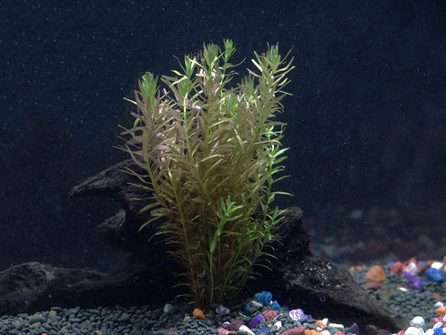 AquaLeaf Aquatics 30+ 8 Stems - Species - - Anacharis, Amazon, Rotala, Ludwigia and More!