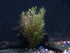 AquaLeaf Aquatics 30+ 8 Stems - Species - - Anacharis, Amazon, Rotala, Ludwigia and More!